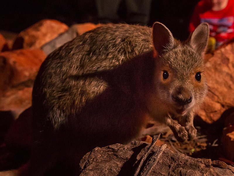 A kanyala, or common wallaroo, in the shade of the rocks