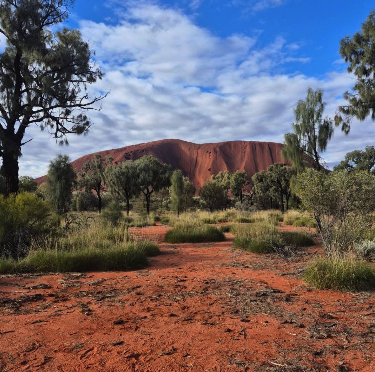 Uluru seen through desert oak woodland from the park road